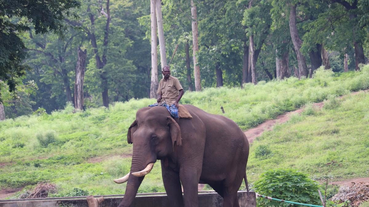 L'éléphant Kumki Chinnathambi va entrer dans la peau de la légende